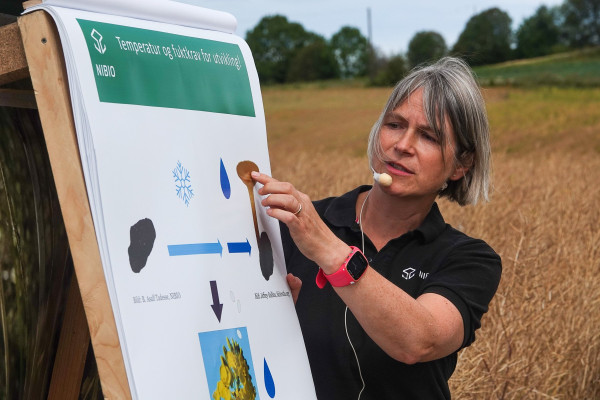 Portrait of Andrea Ficke, Cereal Plant Pathologist at the Norwegian Institute for Bioeconomy Research