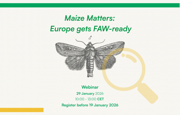 Maize Matters: Europe gets FAW-ready